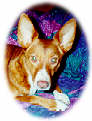 Billy the dog