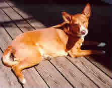On the deck