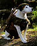 Wishbone staring as Robin Hood