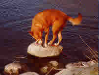 Fishing