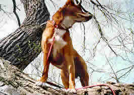 Up the tree