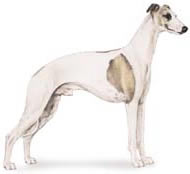 Whippet