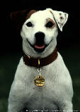 Wishbone