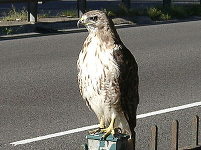 Hawk