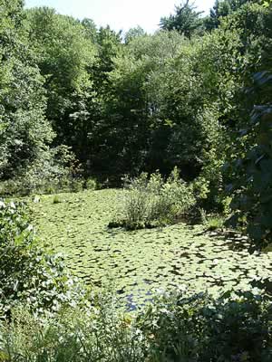 Lilly pond, Carlisle