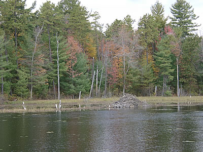 Beaver Dam, Nashua River