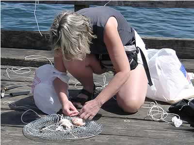 Baiting with raw chicken
